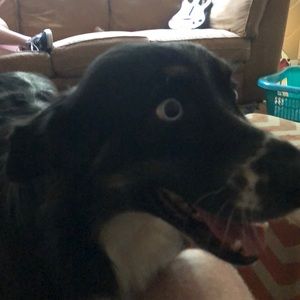 Meet your Posher, Janes